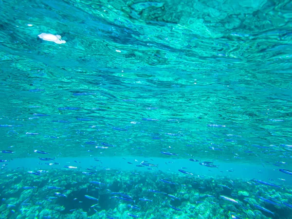 紅海の水中ビーチ 透明サンゴ魚プランクトンの水中生活 — ストック写真