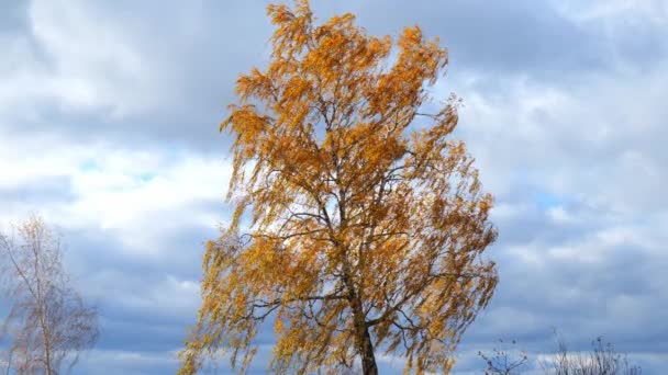 有黄叶的桦树 黄桦叶在风中飘扬 — 图库视频影像