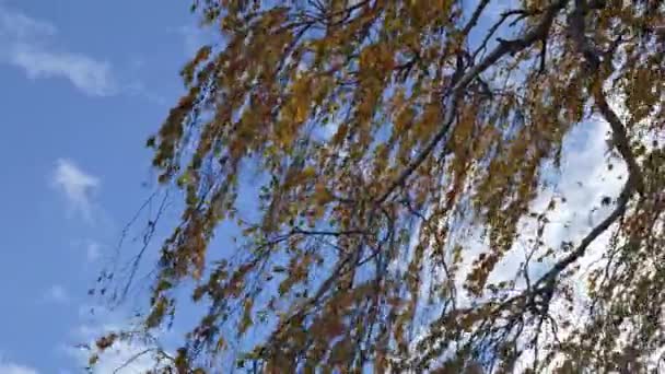 Bouleau Aux Feuilles Jaunes Feuilles Bouleau Jaune Dans Vent — Video