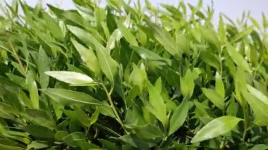 Hangar yaprağı yavaş çekim.