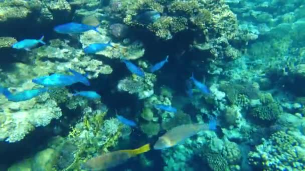 Ikan Mohair Sebuah Sekolah Ikan Dekat Permukaan Air Laut Merah — Stok Video