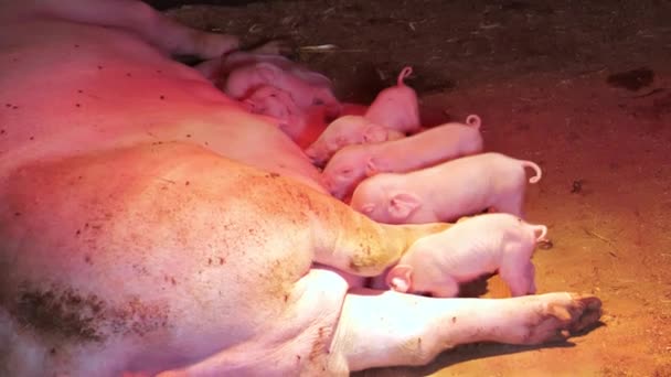 Γουρούνια Ένα Χωριό Έναν Αχυρώνα Κάτω Από Μια Λάμπα Θέρμανσης — Αρχείο Βίντεο