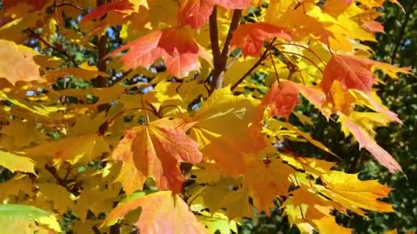 Daun Maple Musim Gugur Dalam Angin — Stok Video