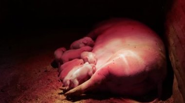 Küçük domuzlar bir ahırda ısıtma lambasının altında bir domuzun dışkısını emerler.