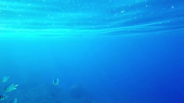 Deniz yüzeyindeki mikroplastikler. Onarılamaz su kirliliği denizi