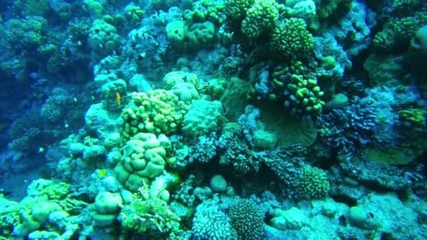 红海的生命。红海的珊瑚和鱼类慢速飞行 — 图库视频影像