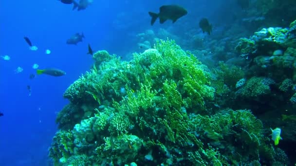 A vörös tenger élete. trópusi halak úsznak a korallok mellett — Stock videók