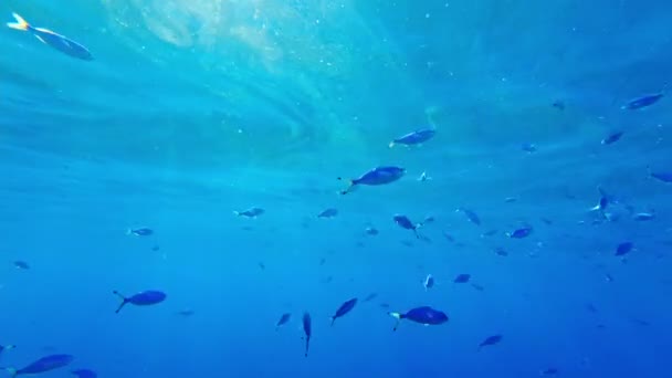 Ψάρι μούχλας. Ένα κοπάδι ψαριών κοντά στην επιφάνεια του νερού στην κόκκινη θάλασσα — Αρχείο Βίντεο