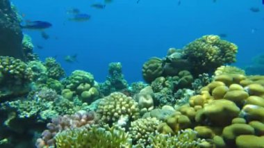 Kızıl deniz mercanları yaklaşıyor. sualtı yaşamı