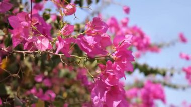 Bougainvillea pembe çiçekleri rüzgarda mavi gökyüzüne karşı