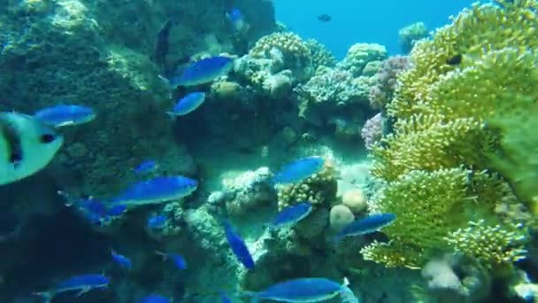 Mohair hal. Egy haliskola közel a víz felszínéhez a vörös tengerben. — Stock videók