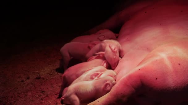 Porquinhos em uma aldeia em um celeiro abaixo de uma lâmpada de aquecimento chupam um esterco de porcos — Vídeo de Stock