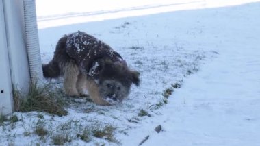 Küçük köpek karda oynuyor.