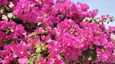 Bougainvillea pembe çiçekleri rüzgarda mavi gökyüzüne karşı