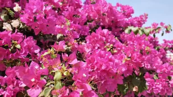 Bougainvillea rosa blommor mot den blå himlen i vinden — Stockvideo