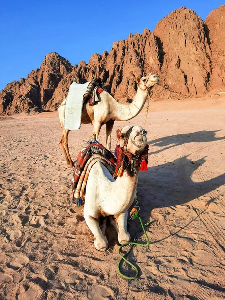 Camelos Nas Montanhas Perto Sharm Sheikh Egito Sinai — Fotografia de Stock