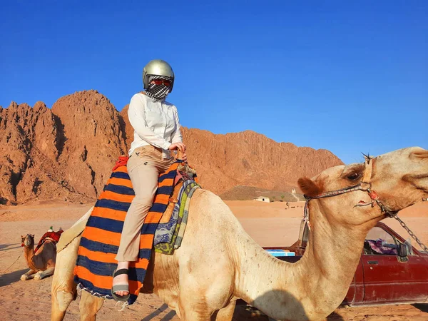 Дівчина Їде Верблюдом Єгипті Дівчина Хустці — стокове фото