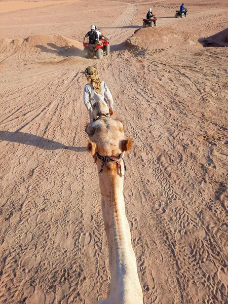 Beduíno Lidera Camelo Com Turista Deserto — Fotografia de Stock