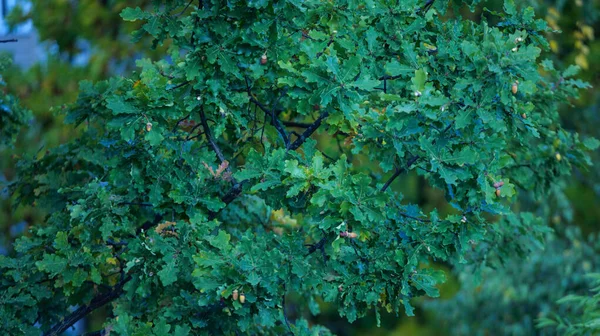 Dubové Větve Listy Žaludy Dubu Začátku Podzimu — Stock fotografie