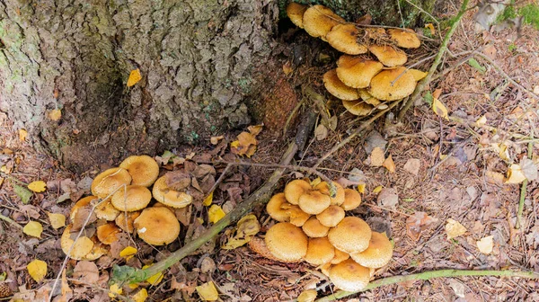 Honey Mushrooms Tree Stump — Stock Photo, Image