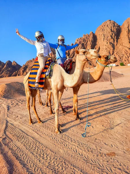 Tourists Egypt Riding Camels Girl Man Desert Excursion — Zdjęcie stockowe