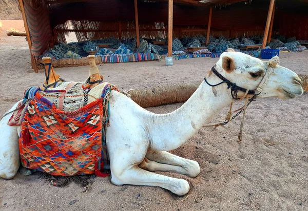 Верблюд Горах Біля Шарм Шейха Єгипті Сінай — стокове фото