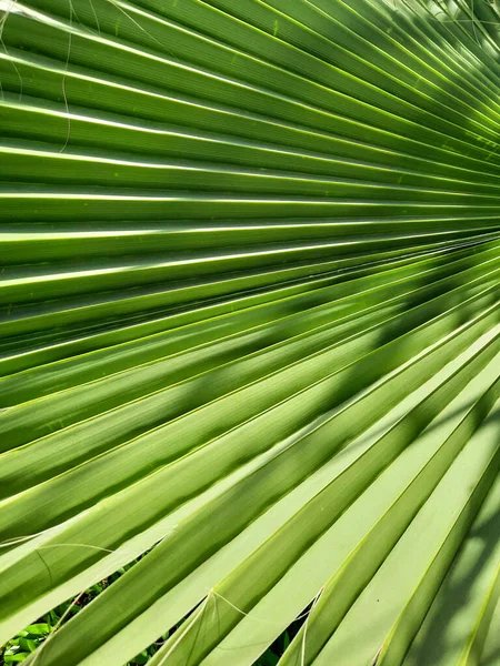 Fundo Palma Folhas Dia Ensolarado — Fotografia de Stock