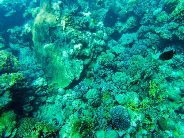 红海中的珊瑚 红海海底的景色 — 图库照片