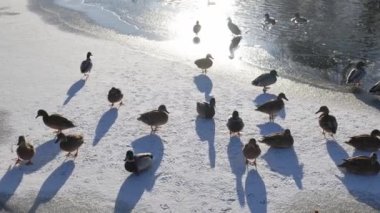 Kış parkındaki ördekler. Ördek sürüsünün yakın çekimi.