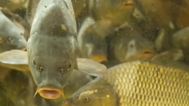 Carpa Peixe Água Doce Aquário Close Slow — Vídeo de Stock