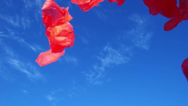 Petali Rosa Volare Nel Vento Contro Cielo Blu Lenta — Video Stock