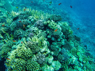 Kızıl denizdeki mercanlar. Kızıl denizin dibini görüyorum..