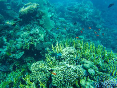 Kızıl denizdeki mercanlar. Kızıl denizin dibini görüyorum..