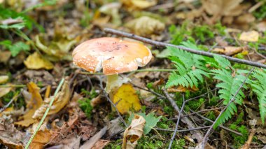 Kırmızı Amanita, zehirli mantar. Yaklaş..