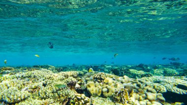 # Kızıl denizde renkli mercanlar ve balıklar # # El Sheikh #.