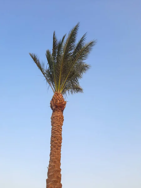 Palmeira Contra Céu Azul — Fotografia de Stock