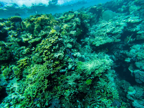 Кораллы Красном Море Вид Дно Красного Моря — стоковое фото