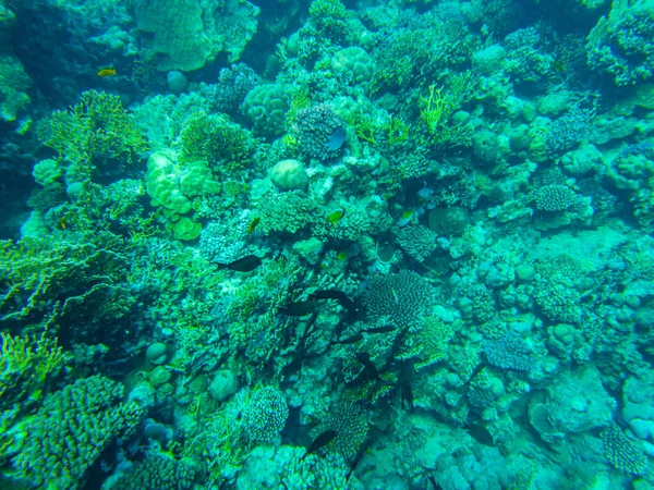 Corals Red Sea View Bottom Red Sea — Fotografia de Stock