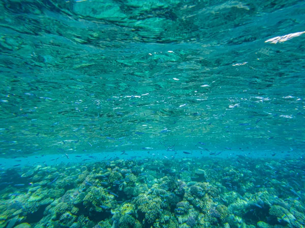 Corals Red Sea View Bottom Red Sea — Zdjęcie stockowe