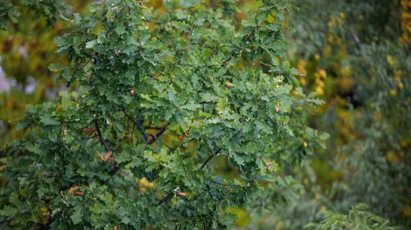Oak Branches Leaves Acorns Oak Tree Early Autumn — Stockfoto