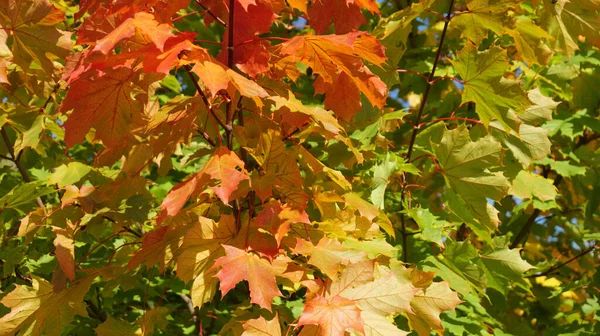 Красный Зеленый Кленовые Листья — стоковое фото
