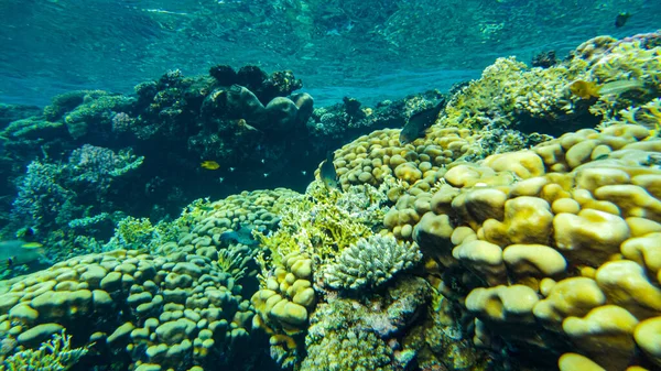 紅海の浅瀬のサンゴです サンゴ礁での魚の餌は — ストック写真