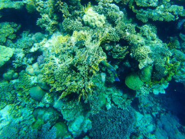 # Kızıl denizde renkli mercanlar ve balıklar # # El Sheikh #.