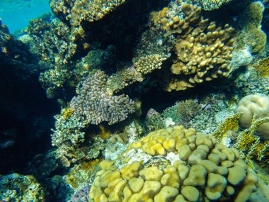 # Kızıl denizde renkli mercanlar ve balıklar # # El Sheikh #.