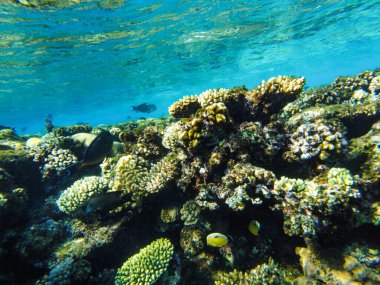 # Kızıl denizde renkli mercanlar ve balıklar # # El Sheikh #.