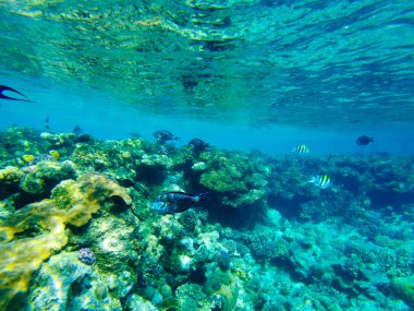 Kızıl Deniz 'de sohal cerrahı balıklar sahilde sığ sularda yüzer..