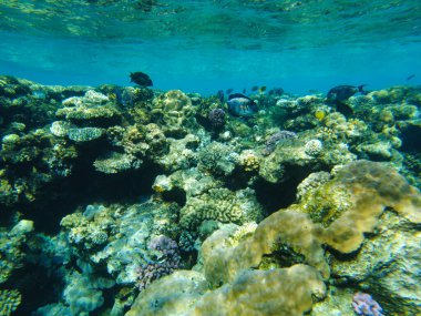 Kızıl Deniz 'de sohal cerrahı balıklar sahilde sığ sularda yüzer..