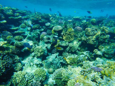 Kızıl Deniz 'de sohal cerrahı balıklar sahilde sığ sularda yüzer..