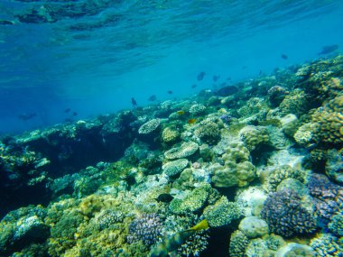 # Kızıl denizde renkli mercanlar ve balıklar # # El Sheikh #.