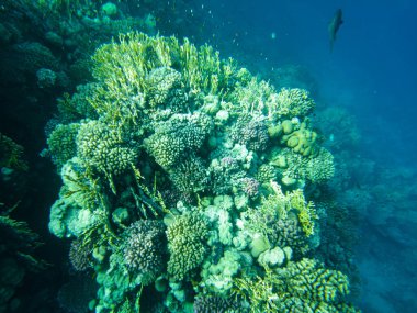 Kızıl Deniz 'in mercan kayalıkları. mercanlar yakın çekim.